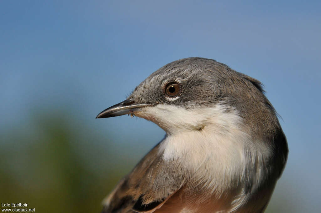 Lesser Whitethroatadult, close-up portrait