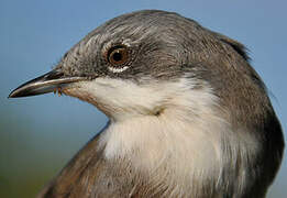 Lesser Whitethroat