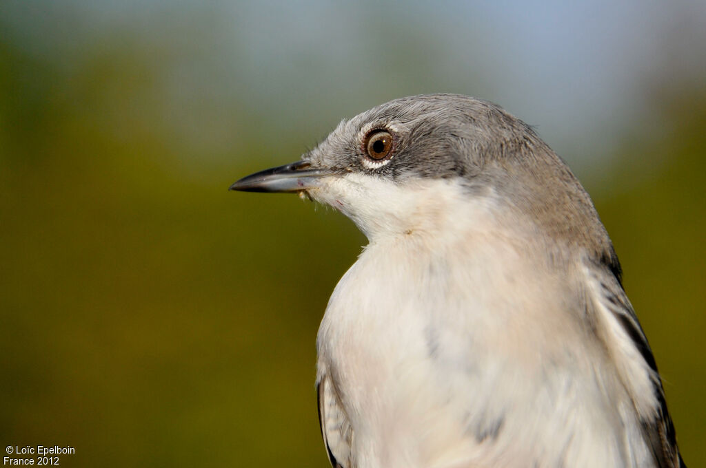 Lesser Whitethroat