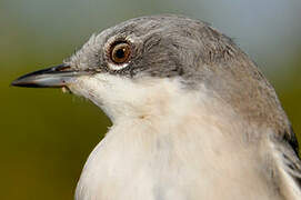 Lesser Whitethroat