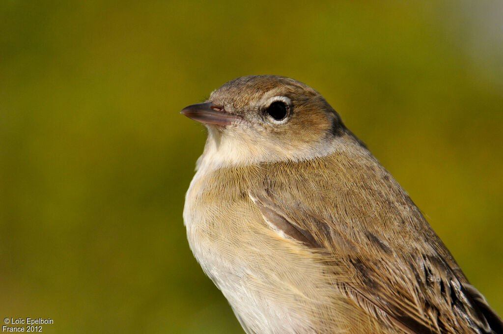 Garden Warbler