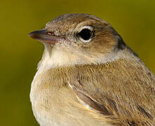 Garden Warbler