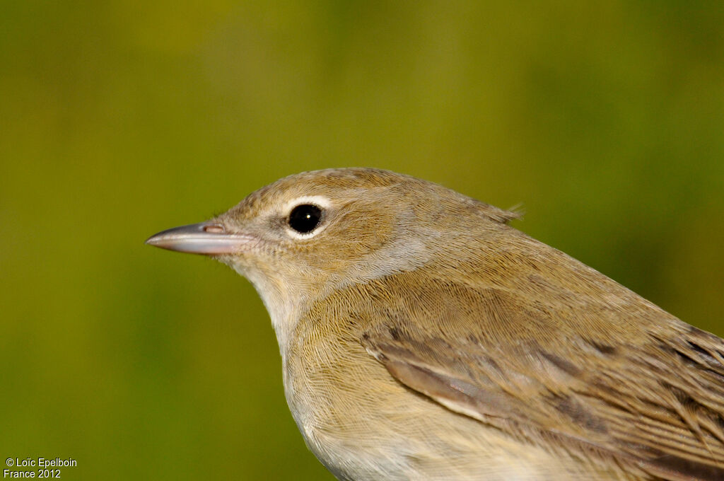 Garden Warbler