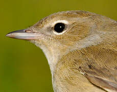 Garden Warbler