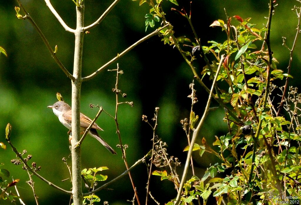 Common Whitethroat