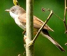 Common Whitethroat