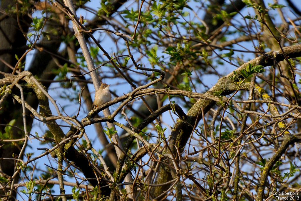 Common Whitethroat