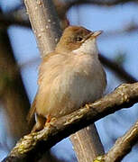 Fauvette grisette