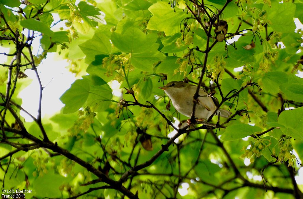 Fauvette grisette