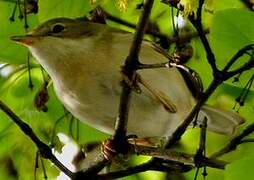 Common Whitethroat