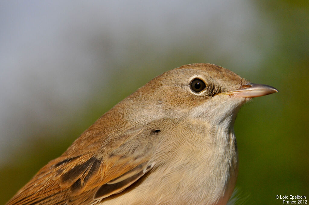 Common Whitethroat