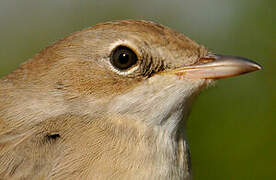 Common Whitethroat