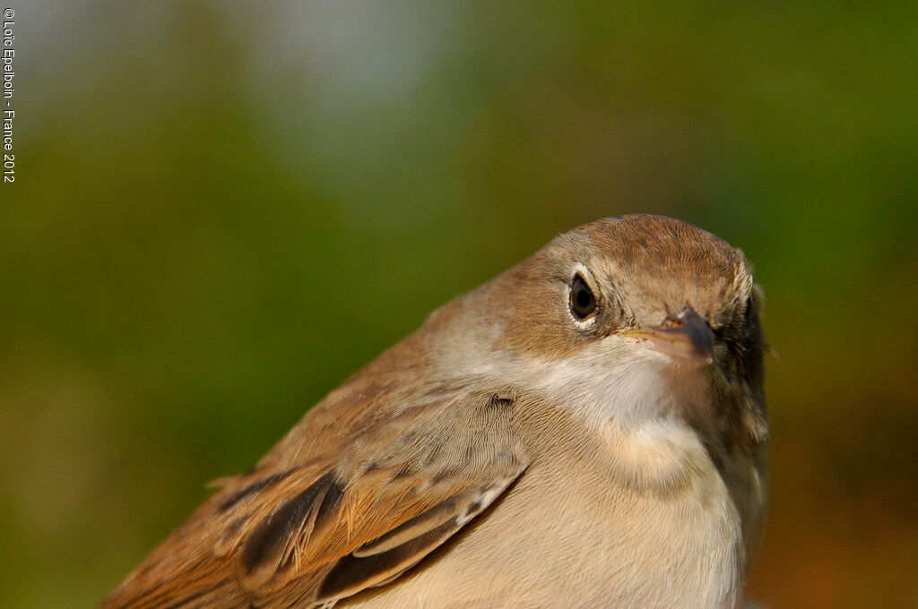 Common Whitethroat