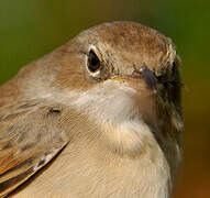 Common Whitethroat