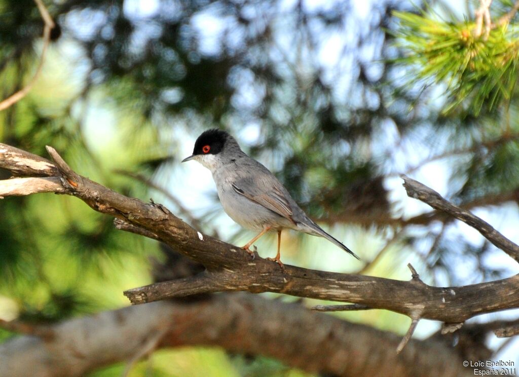 Sardinian Warbler