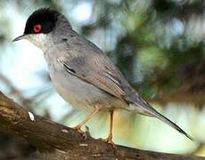 Sardinian Warbler