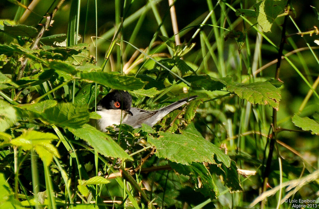 Sardinian Warbler