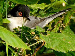 Sardinian Warbler