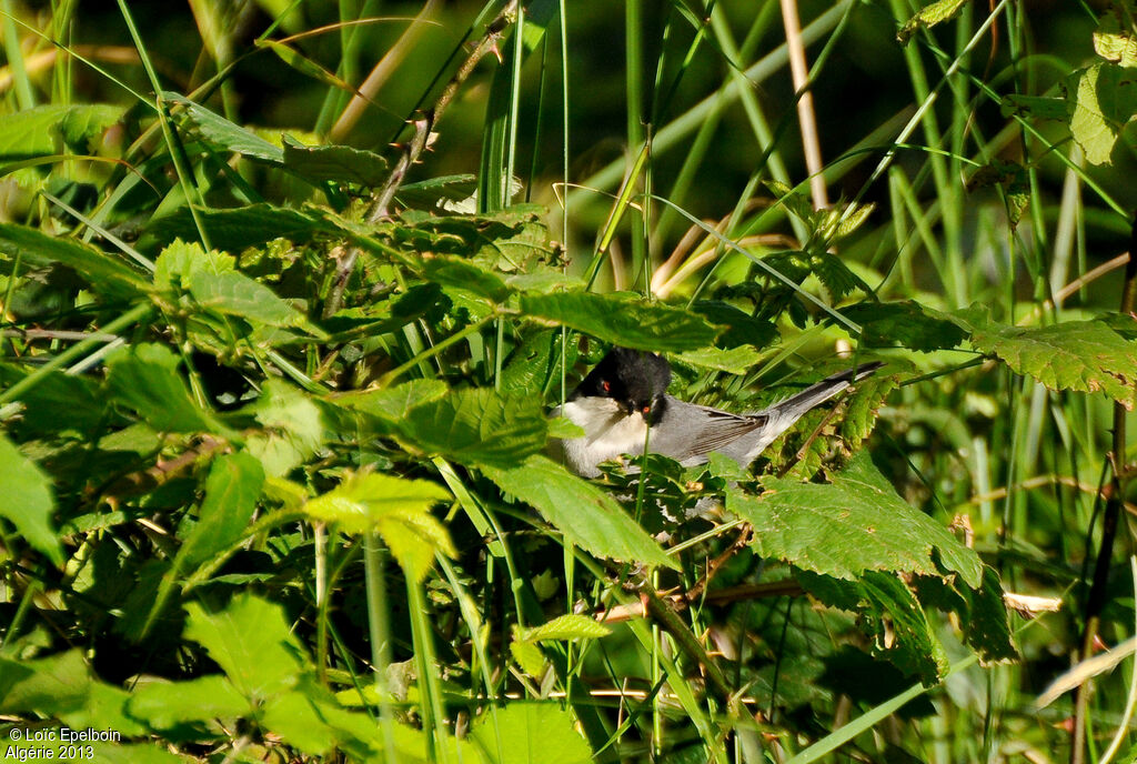 Sardinian Warbler