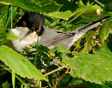 Sardinian Warbler