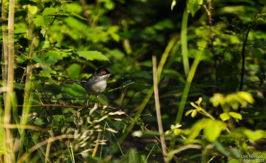 Sardinian Warbler