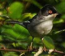 Sardinian Warbler