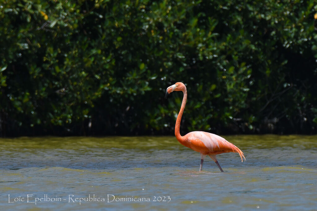 American Flamingo