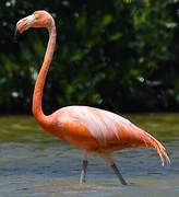 Flamant des Caraïbes