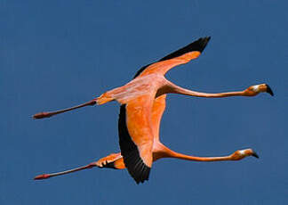 Flamant des Caraïbes