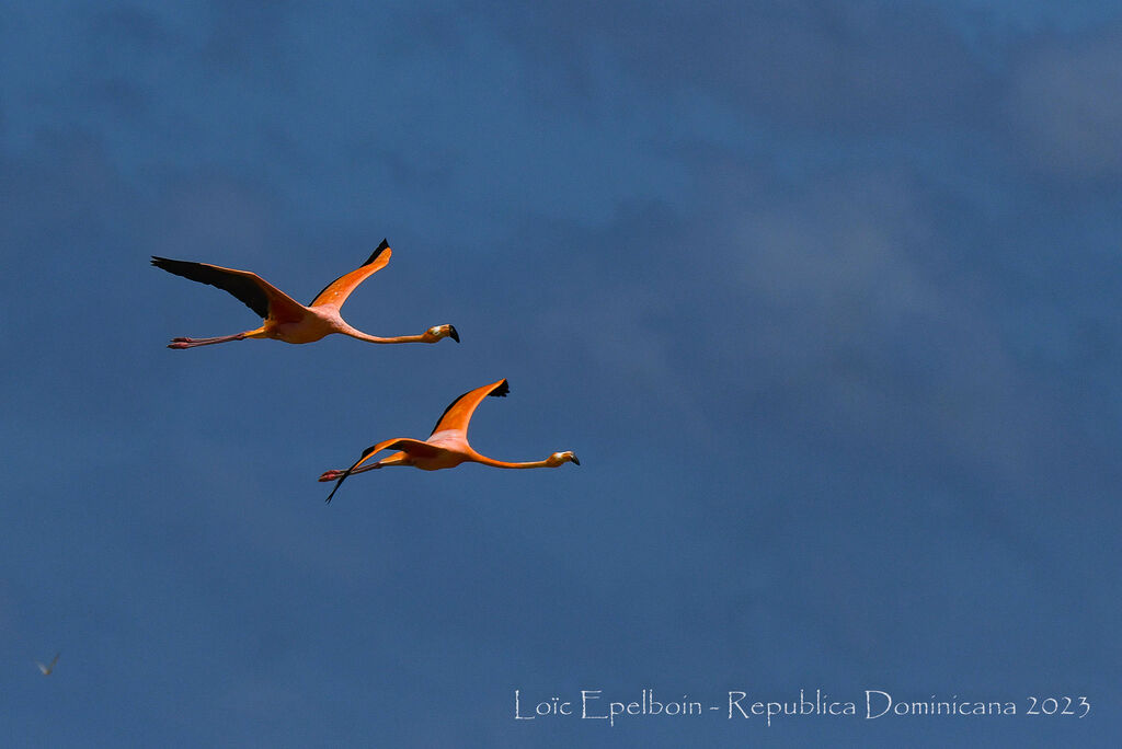 Flamant des Caraïbes