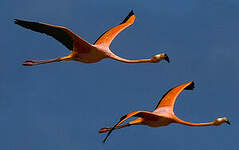 Flamant des Caraïbes