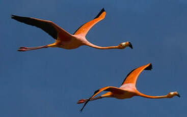 Flamant des Caraïbes