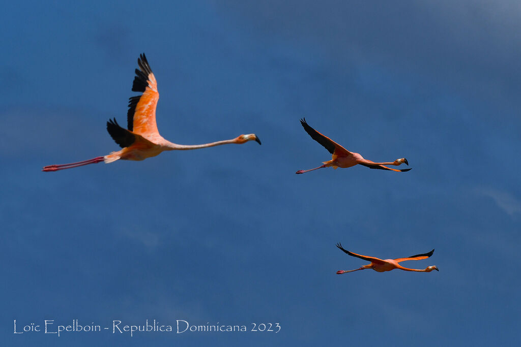 Flamant des Caraïbes