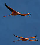 Flamant des Caraïbes