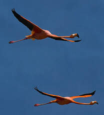 Flamant des Caraïbes