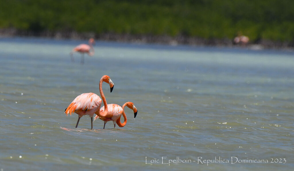 Flamant des Caraïbes