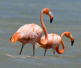 Flamant des Caraïbes