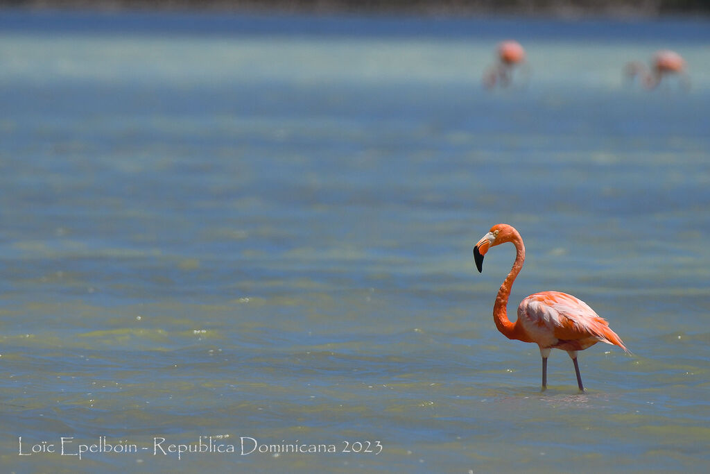 Flamant des Caraïbes