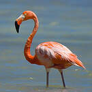 Flamant des Caraïbes