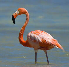 Flamant des Caraïbes