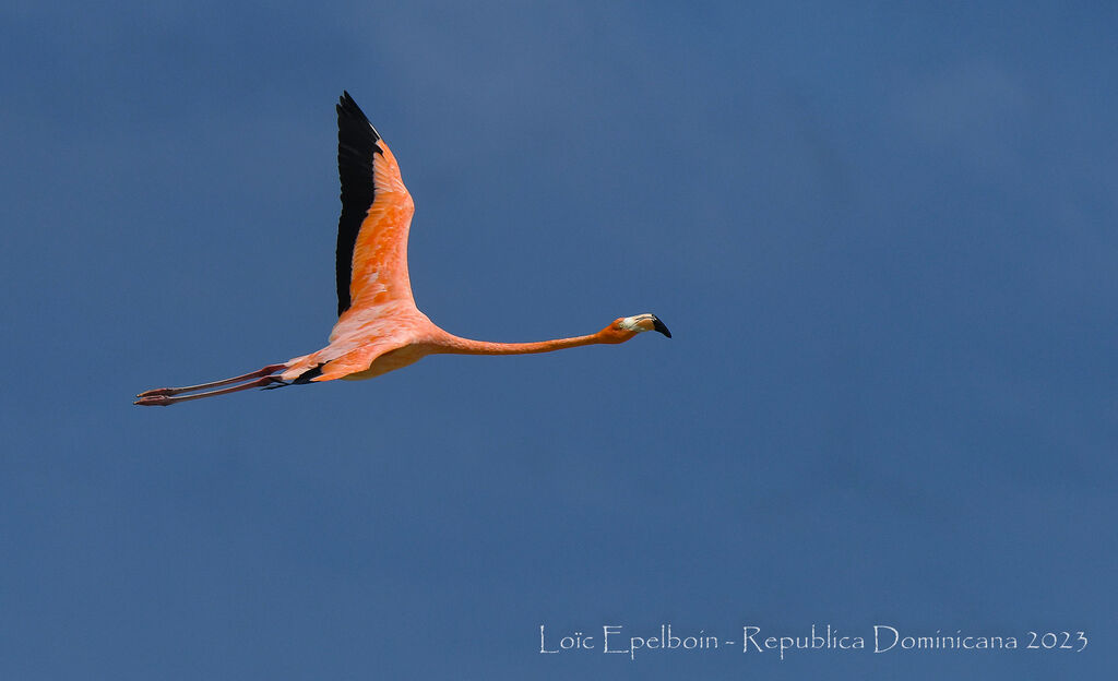 Flamant des Caraïbes