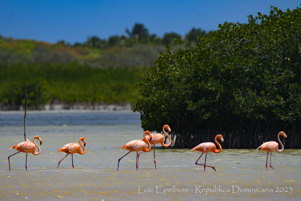 Flamant des Caraïbes