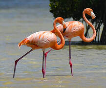 Flamant des Caraïbes