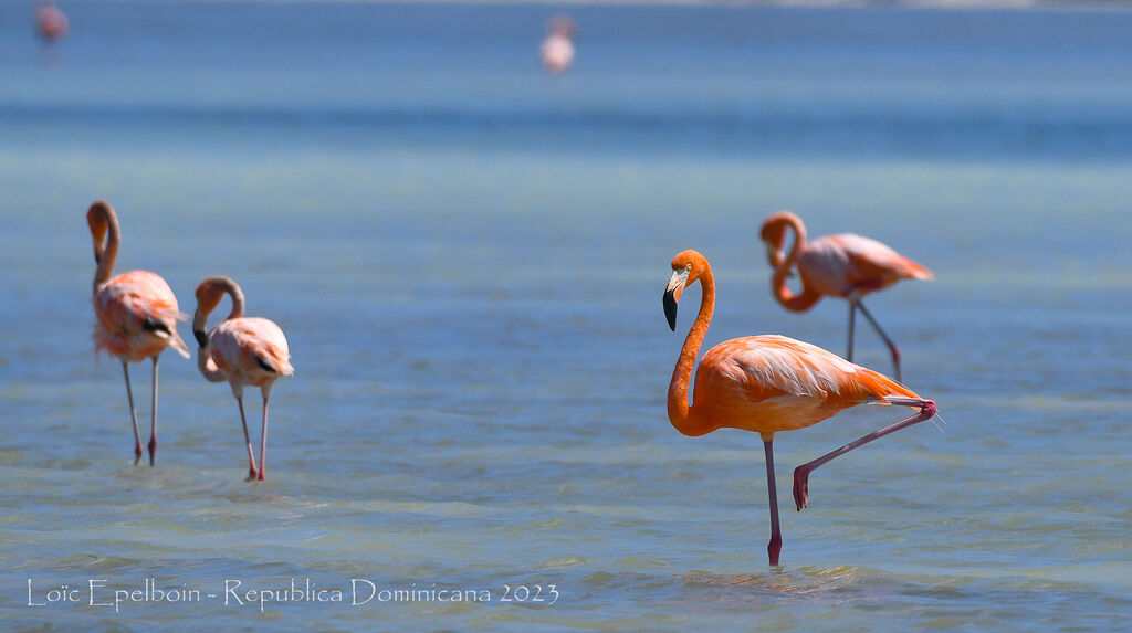 Flamant des Caraïbes