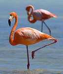 Flamant des Caraïbes