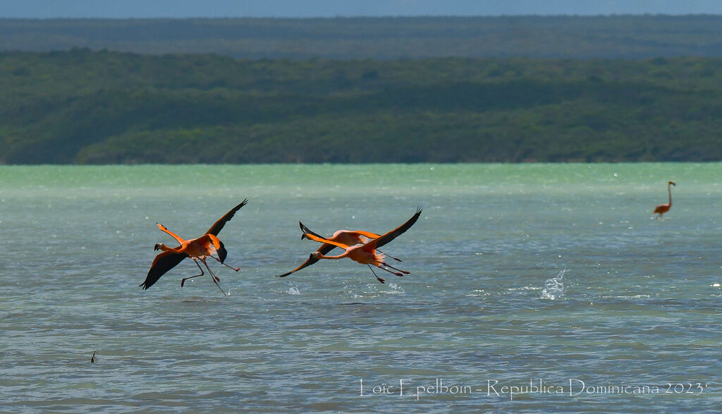 Flamant des Caraïbes