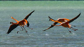 Flamant des Caraïbes