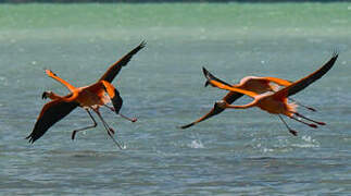 Flamant des Caraïbes