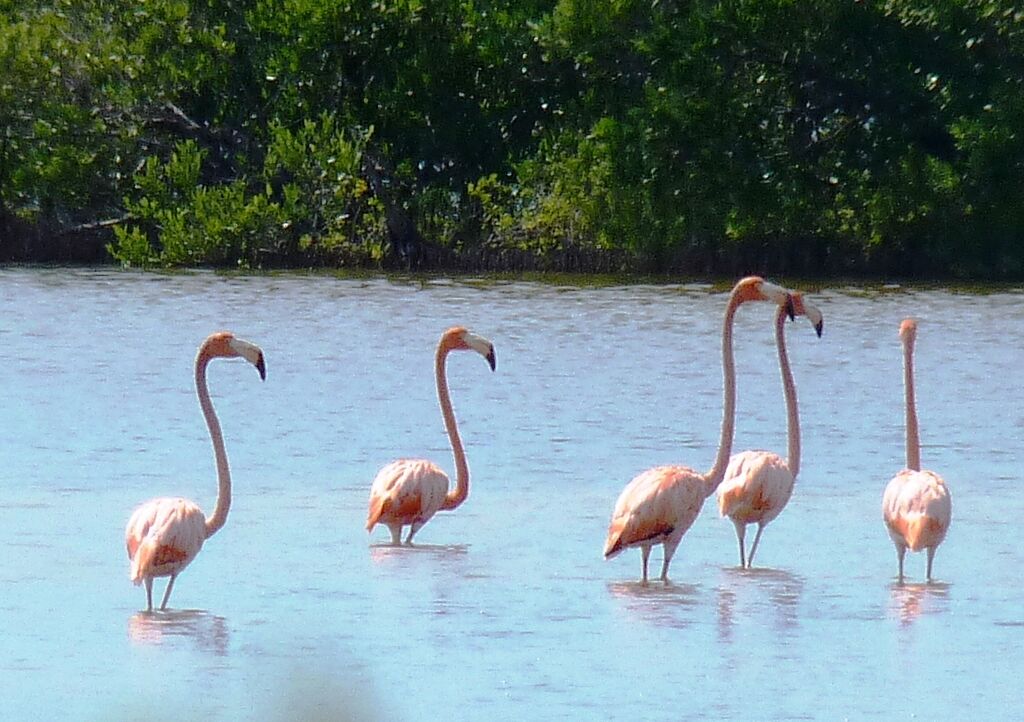 Flamant des Caraïbes