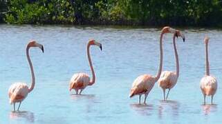 Flamant des Caraïbes